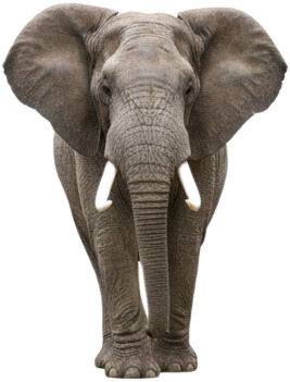 elephant head wall decal.jpg